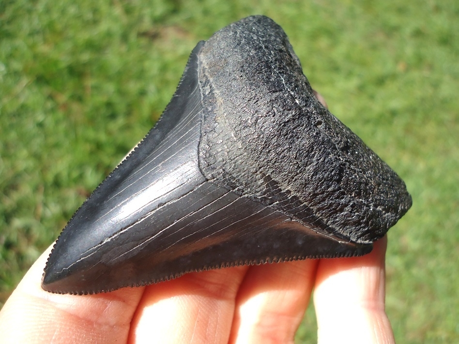 Large image 2 Sweet Jet Black Megalodon Shark Tooth