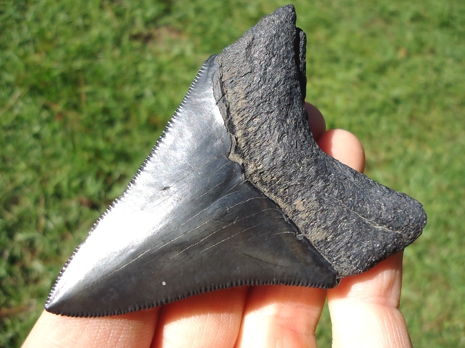 Large image 3 Sweet Jet Black Megalodon Shark Tooth