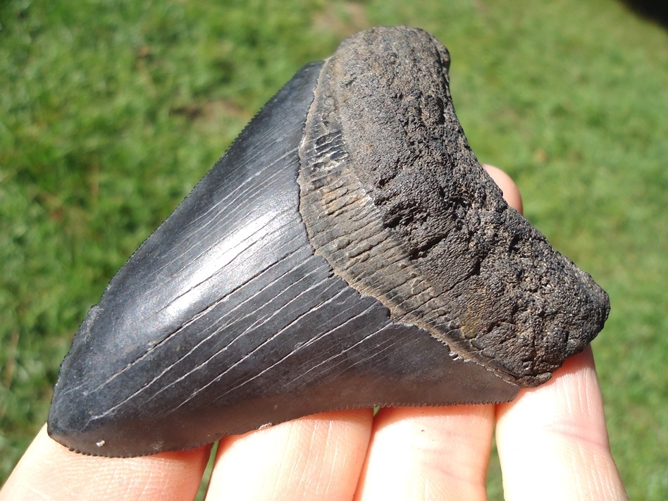 Large image 2 Nice Wide Jet Black Megalodon Shark Tooth