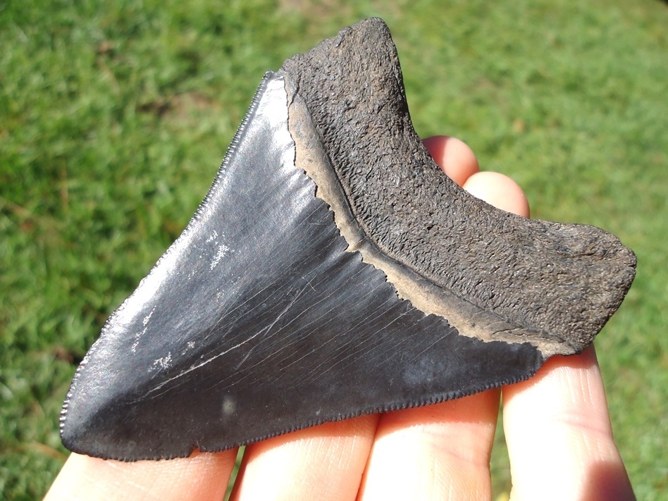 Large image 3 Nice Wide Jet Black Megalodon Shark Tooth