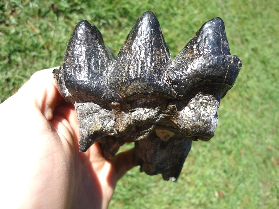 Large image 1 Nice Rooted Three Hump Mastodon Tooth
