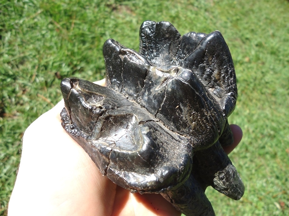 Large image 3 Nice Rooted Three Hump Mastodon Tooth