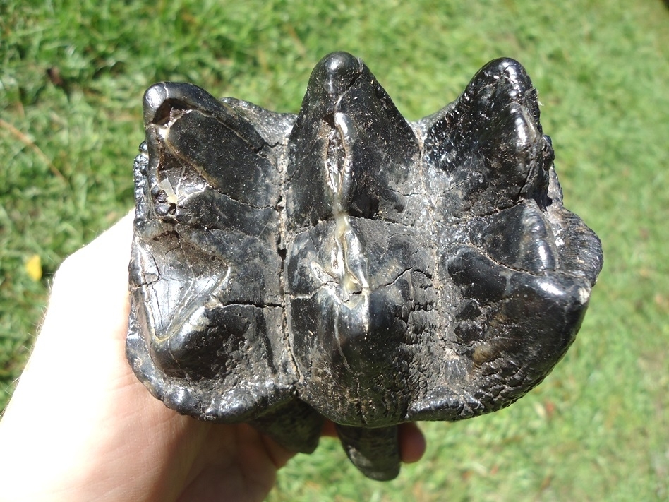 Large image 4 Nice Rooted Three Hump Mastodon Tooth