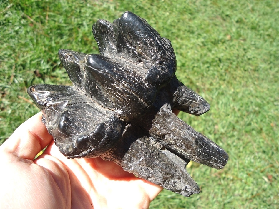 Large image 7 Nice Rooted Three Hump Mastodon Tooth