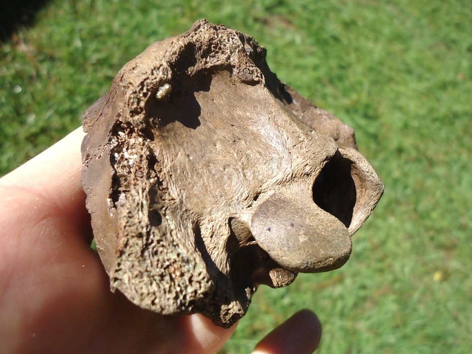 Large image 1 Unique Deer Skull Brain Case