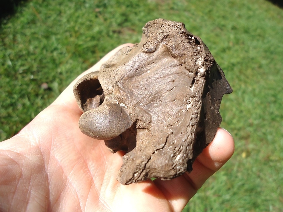 Large image 2 Unique Deer Skull Brain Case