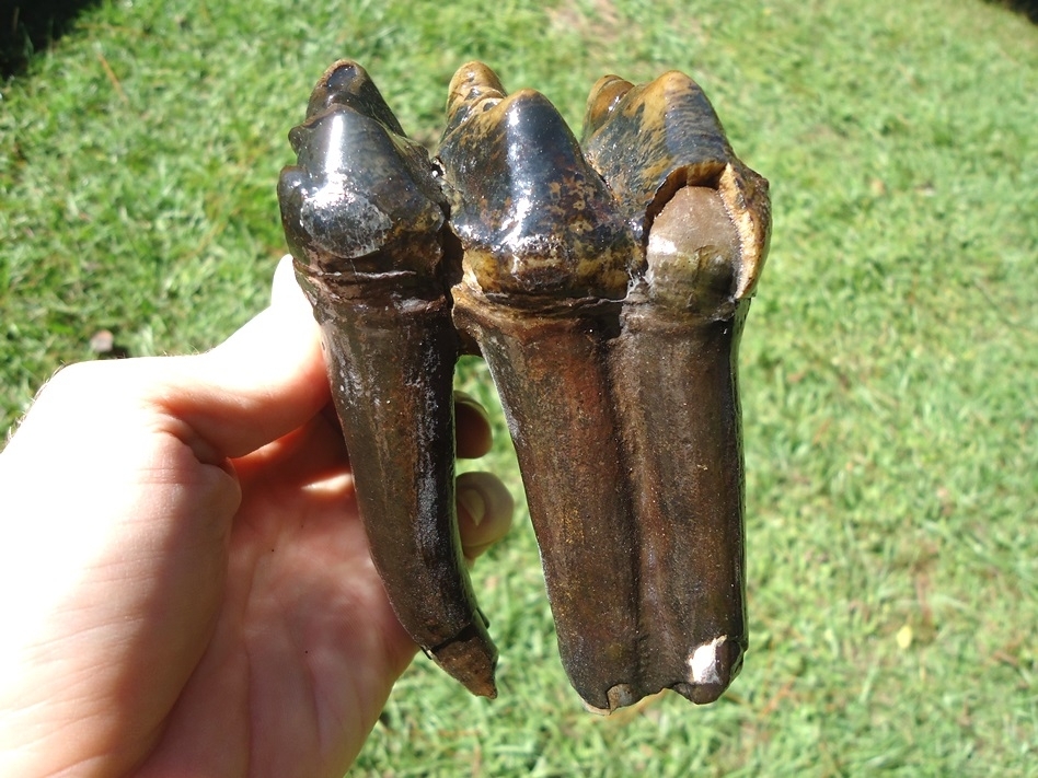 Large image 1 Stunning Rooted Mastodon Tooth