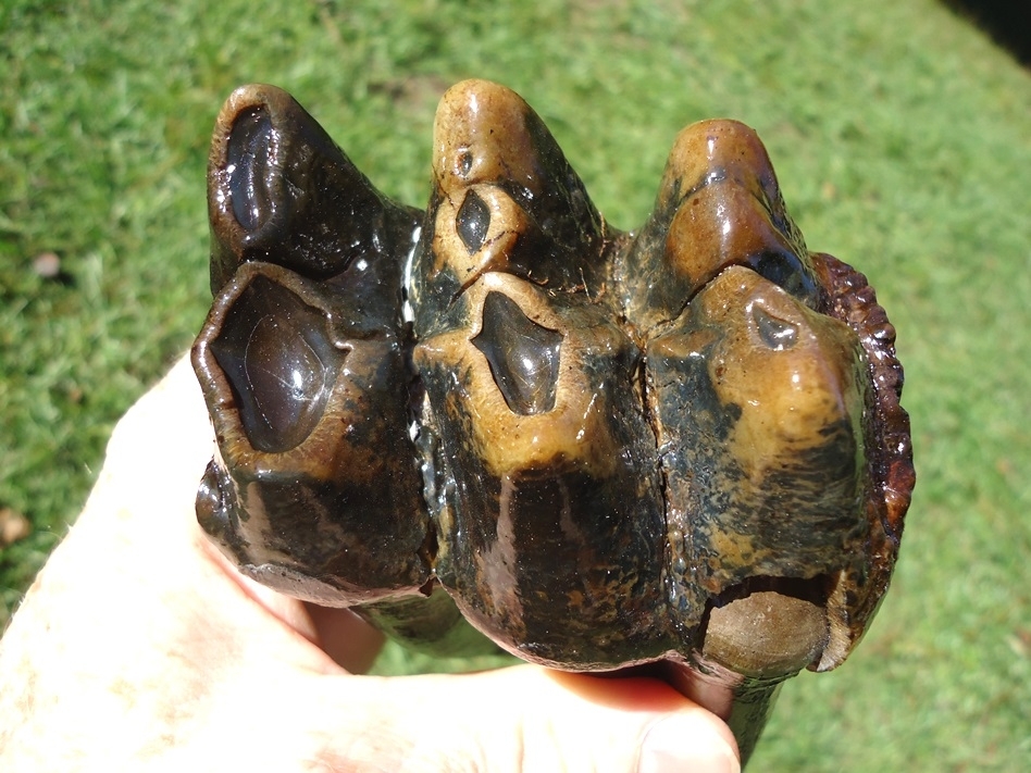 Large image 2 Stunning Rooted Mastodon Tooth