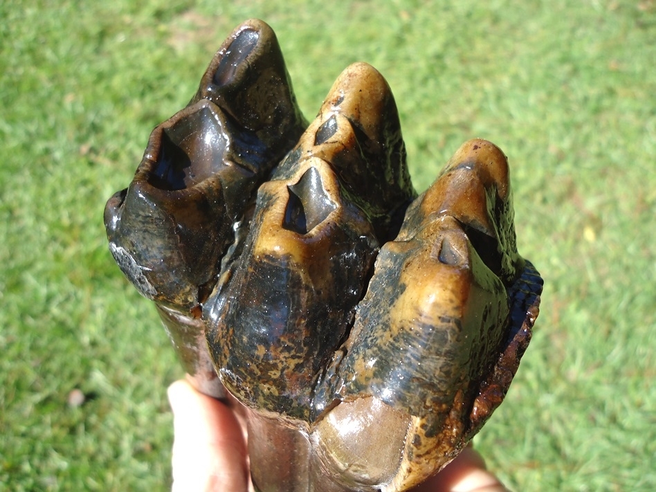 Large image 3 Stunning Rooted Mastodon Tooth