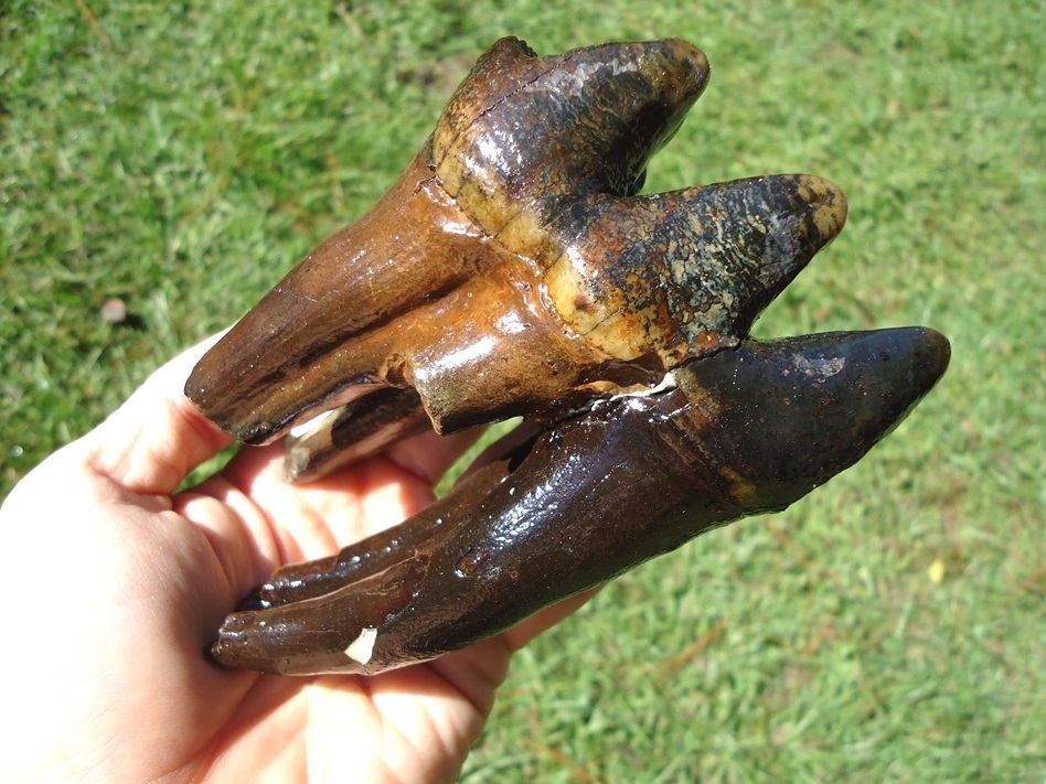 Large image 4 Stunning Rooted Mastodon Tooth