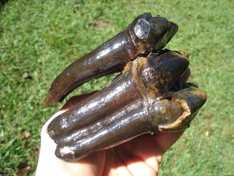 Large image 5 Stunning Rooted Mastodon Tooth