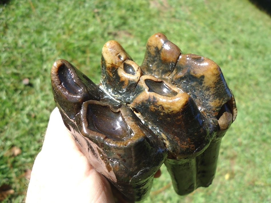 Large image 6 Stunning Rooted Mastodon Tooth