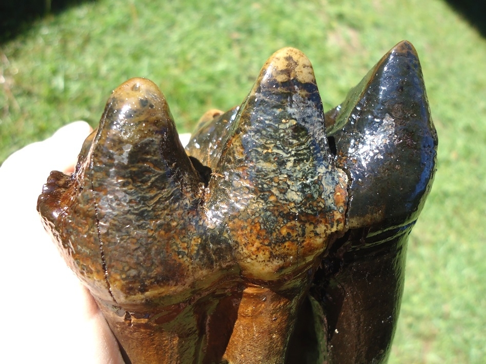 Large image 7 Stunning Rooted Mastodon Tooth