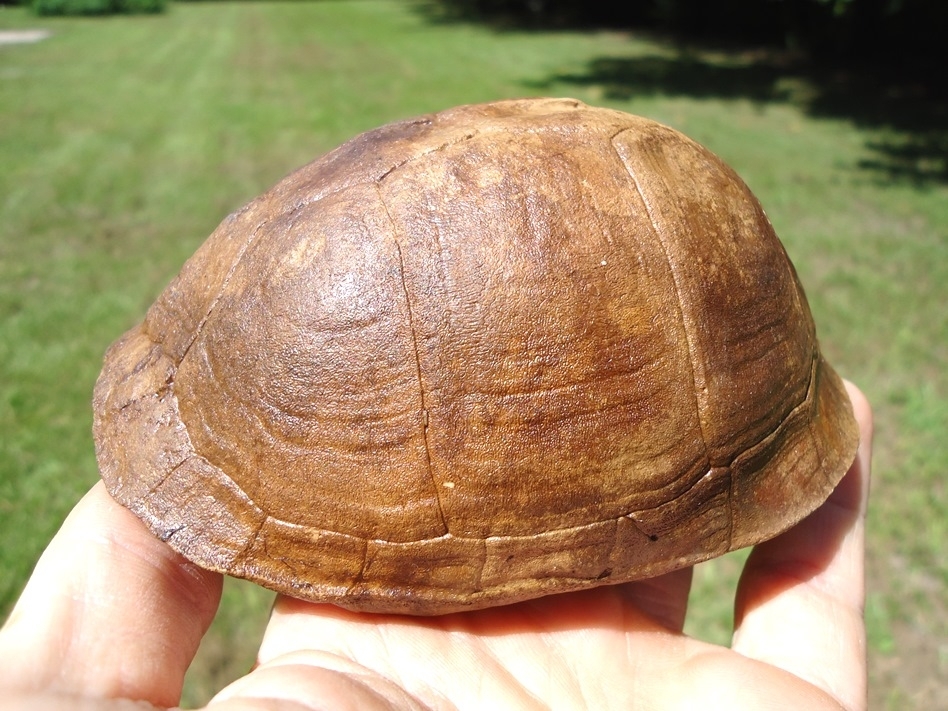 Large image 1 Immaculate Box Turtle Shell