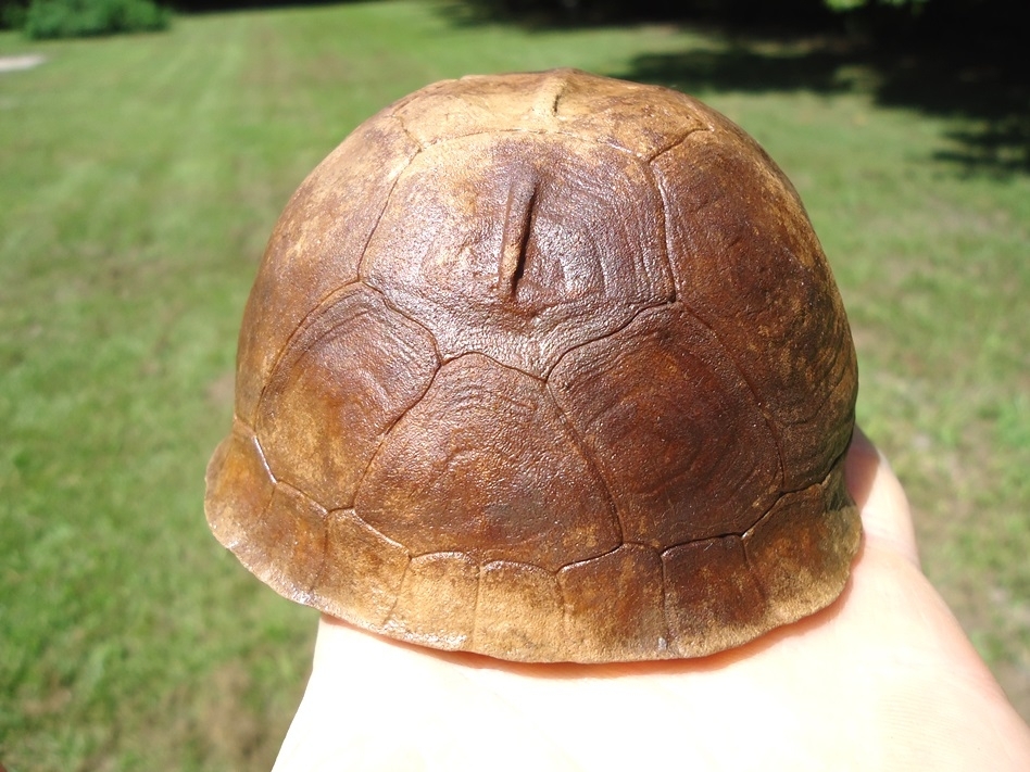 Large image 2 Immaculate Box Turtle Shell