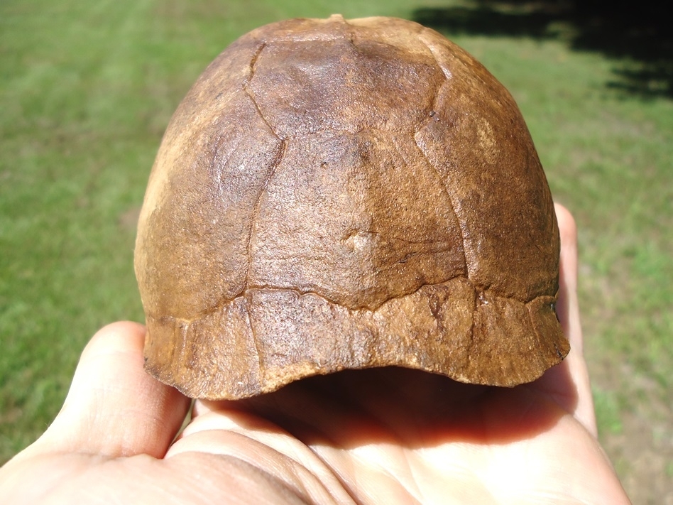Large image 3 Immaculate Box Turtle Shell