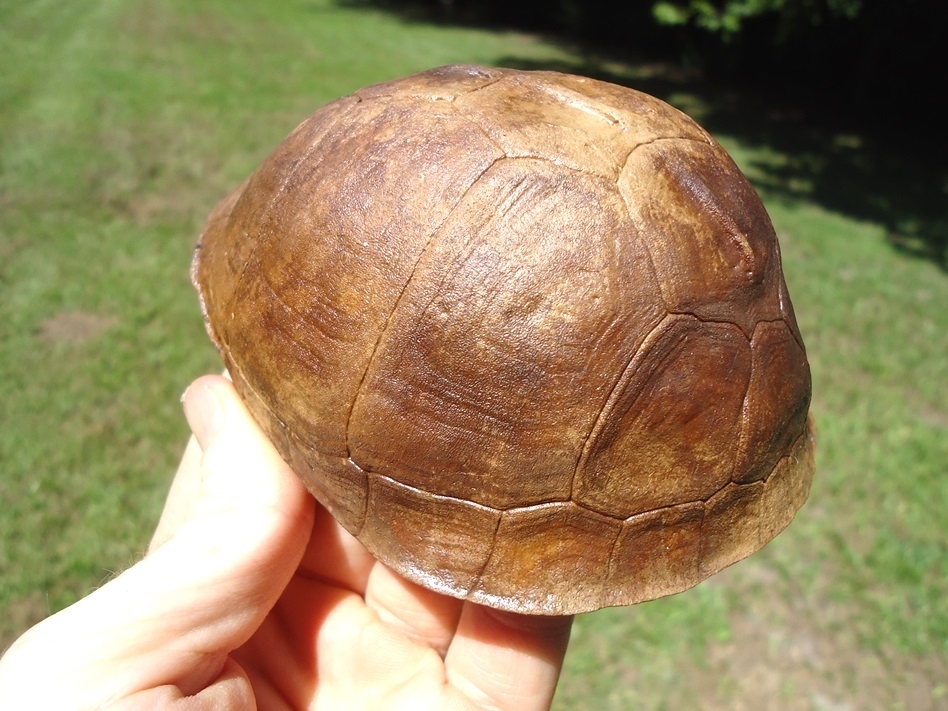 Large image 7 Immaculate Box Turtle Shell