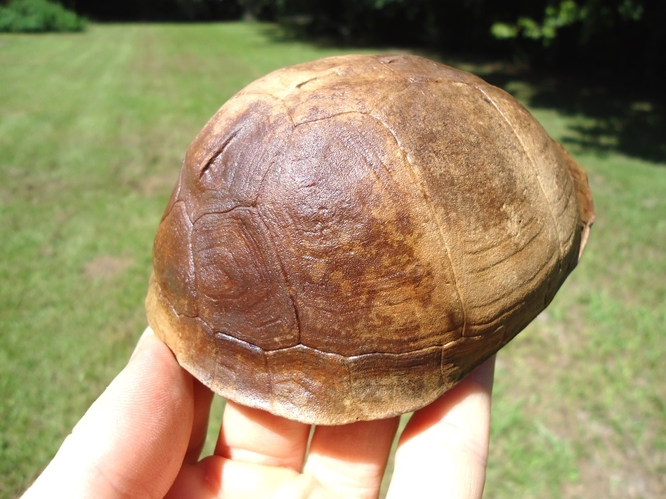 Large image 8 Immaculate Box Turtle Shell