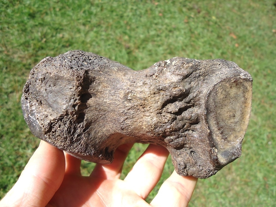 Large image 3 High Quality Mastodon Metapodial