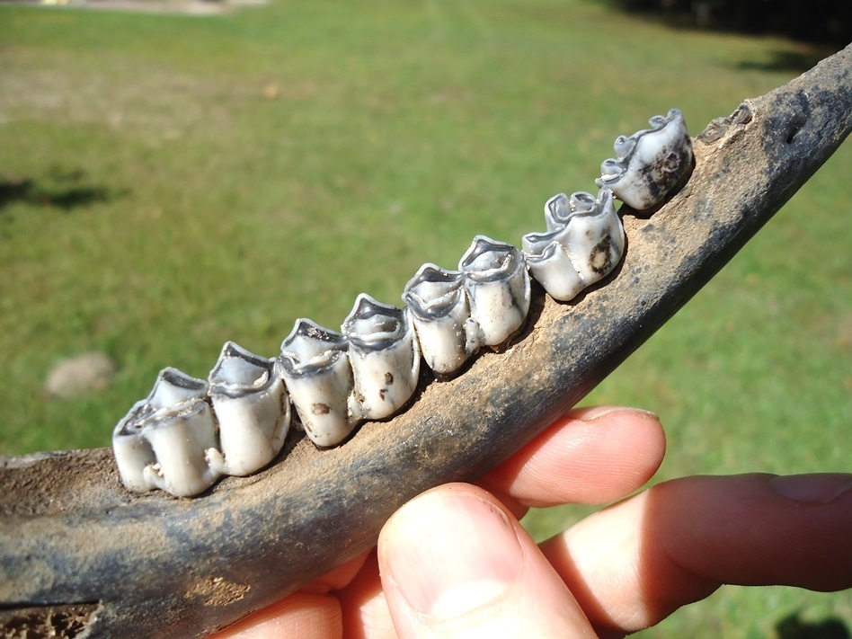 Large image 2 Top Quality Deer Mandible with Five Teeth