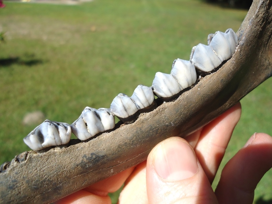 Large image 3 Top Quality Deer Mandible with Five Teeth