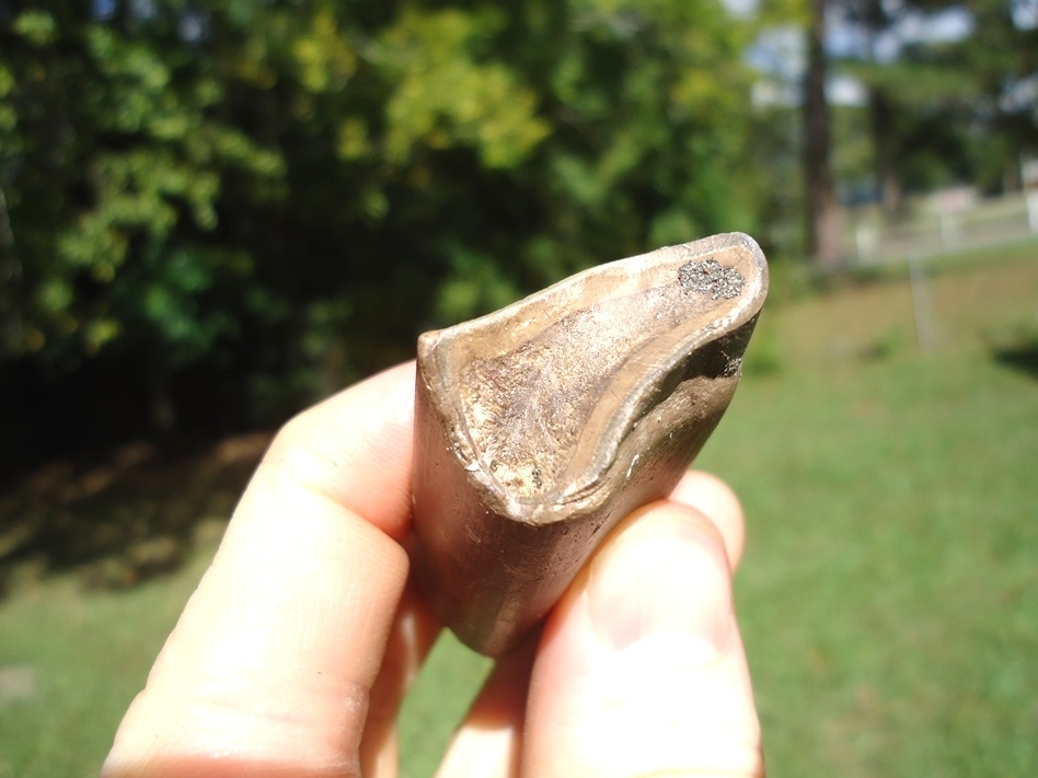 Large image 3 Bargain Price Megalonyx Sloth Tooth