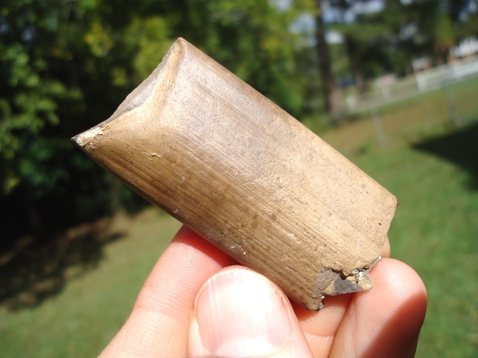 Large image 4 Bargain Price Megalonyx Sloth Tooth