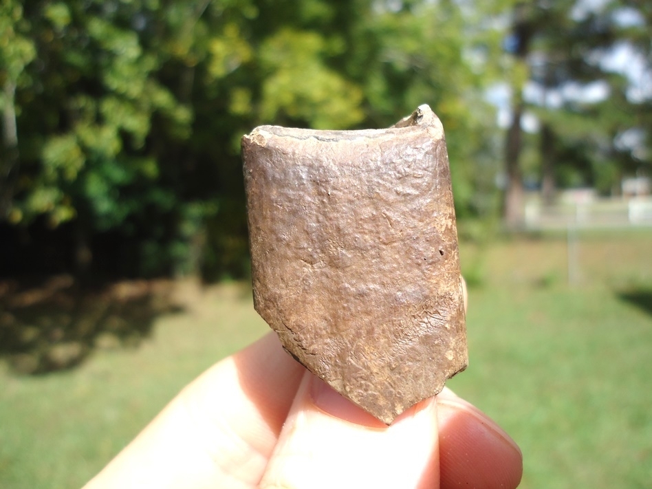 Large image 1 Bargain Price Megalonyx Sloth Tooth