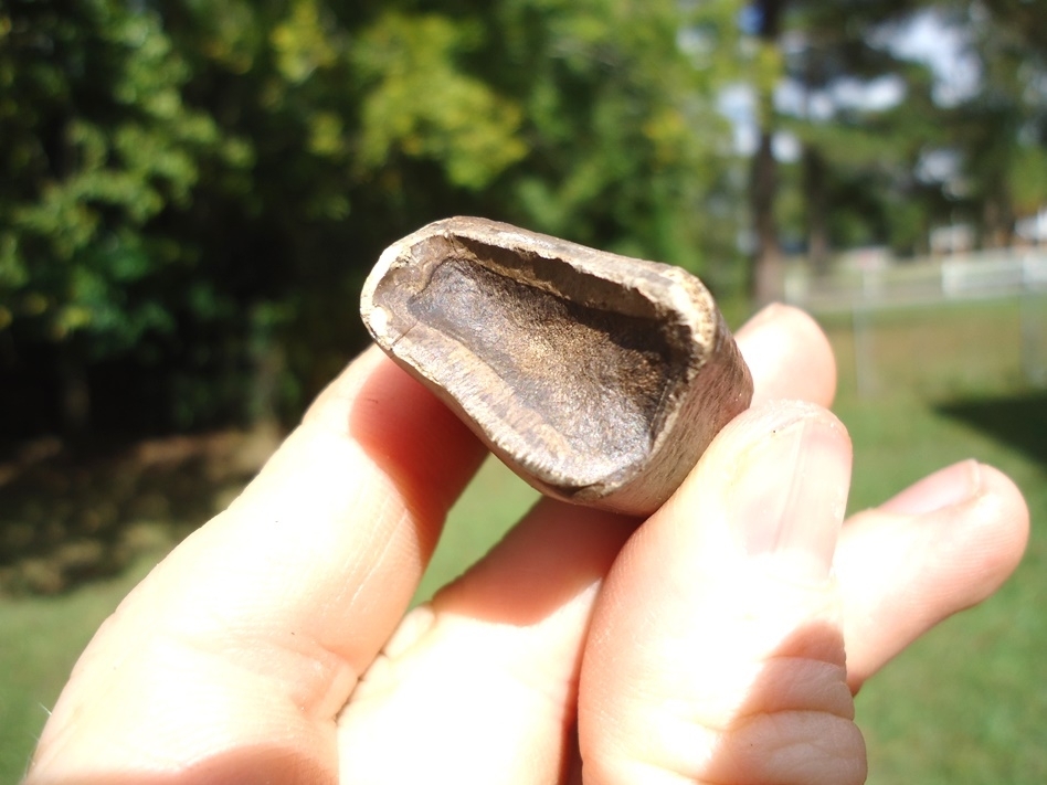 Large image 2 Bargain Price Megalonyx Sloth Tooth