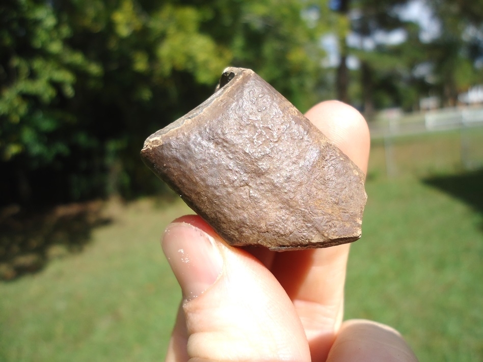 Large image 3 Bargain Price Megalonyx Sloth Tooth