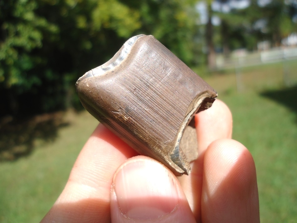 Large image 4 Bargain Price Megalonyx Sloth Tooth