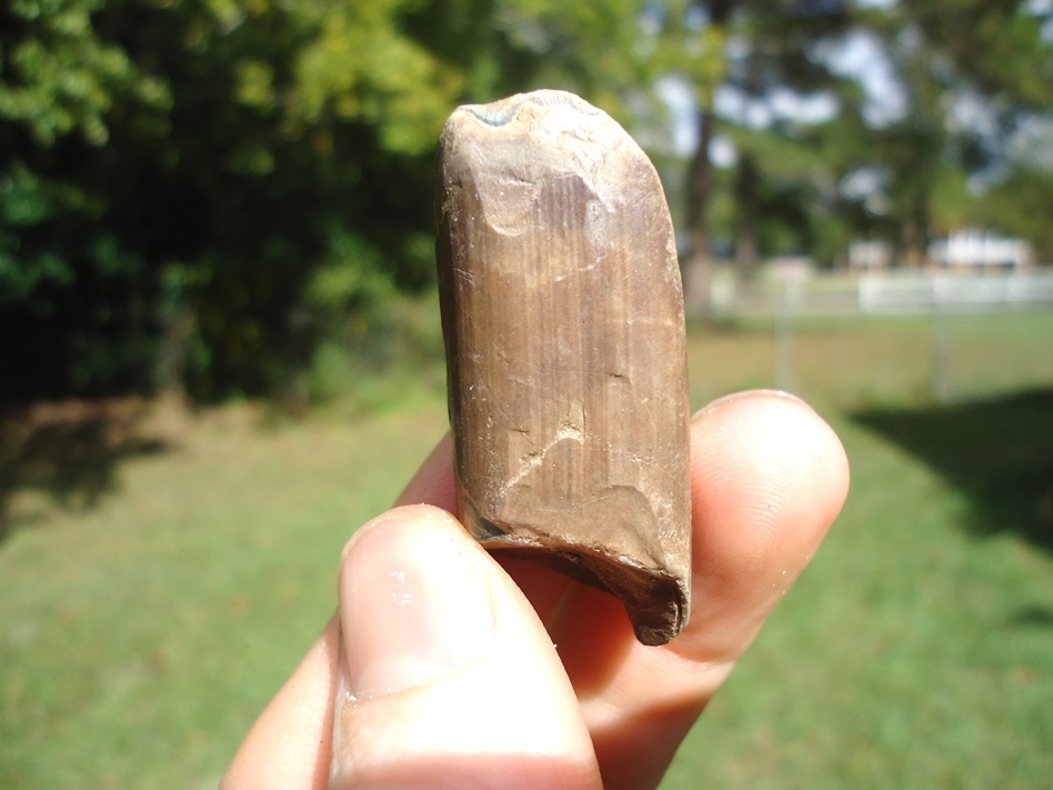 Large image 1 Bargain Price Megalonyx Sloth Tooth