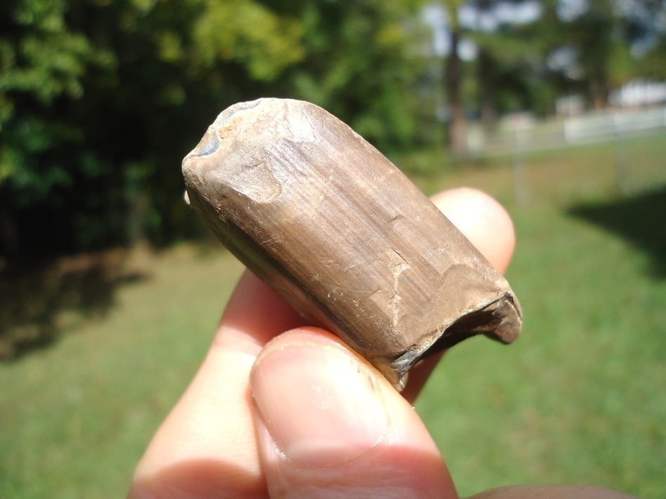 Large image 4 Bargain Price Megalonyx Sloth Tooth