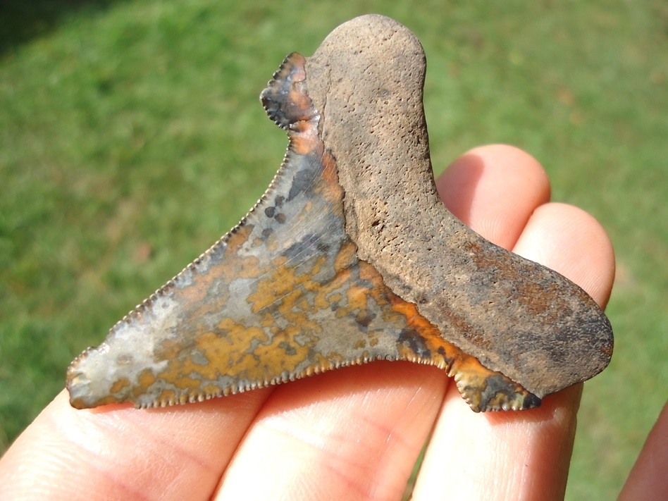 Large image 2 Insane Camouflage Auriculatus Shark Tooth