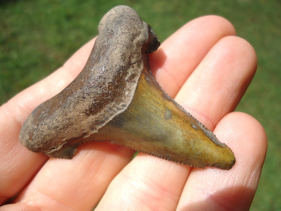 Large image 3 Insane Camouflage Auriculatus Shark Tooth