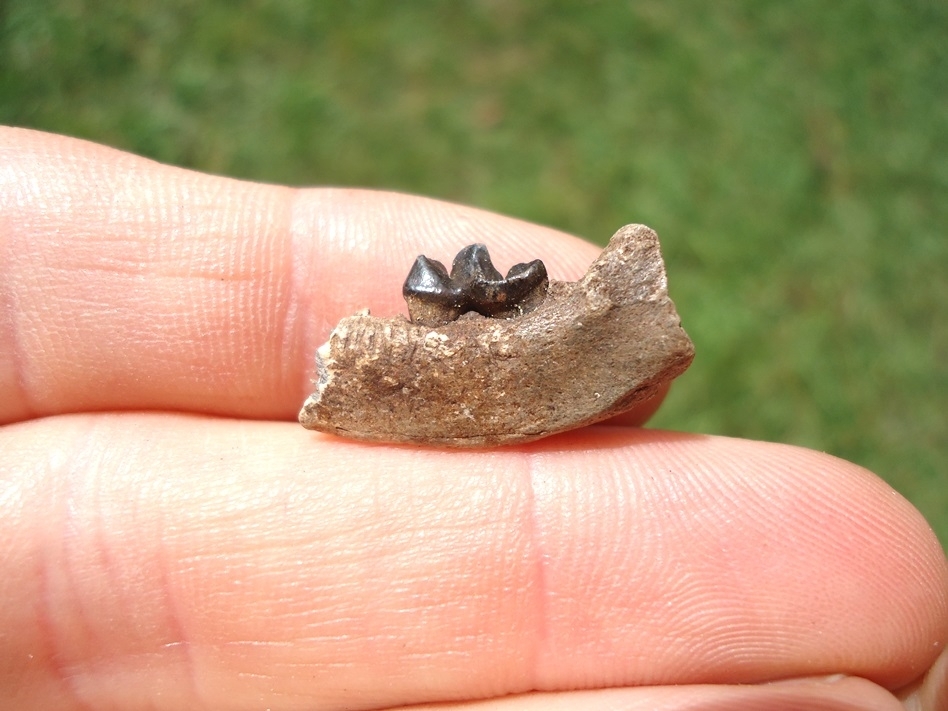 Large image 1 Uncommon American Mink Mandible