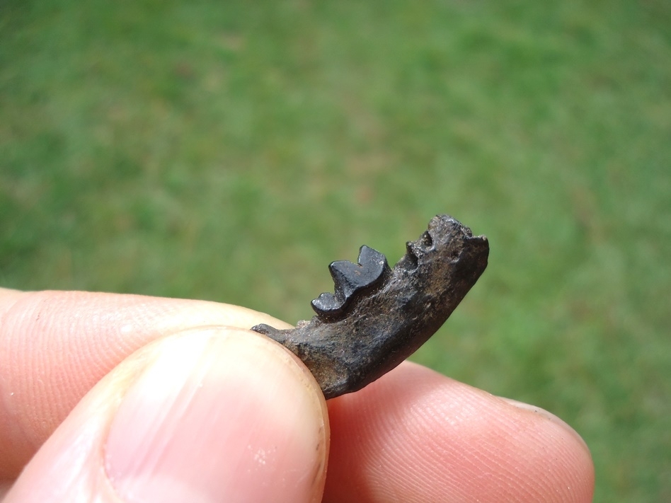 Large image 2 Uncommon American Mink Mandible