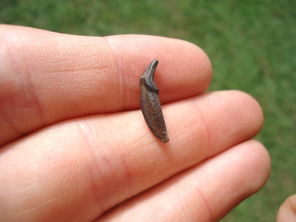 Large image 1 Uncommon American Mink Canine