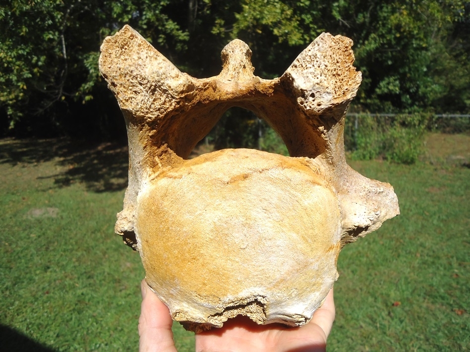 Large image 1 Extremely Nice Giant Ground Sloth Vertebra