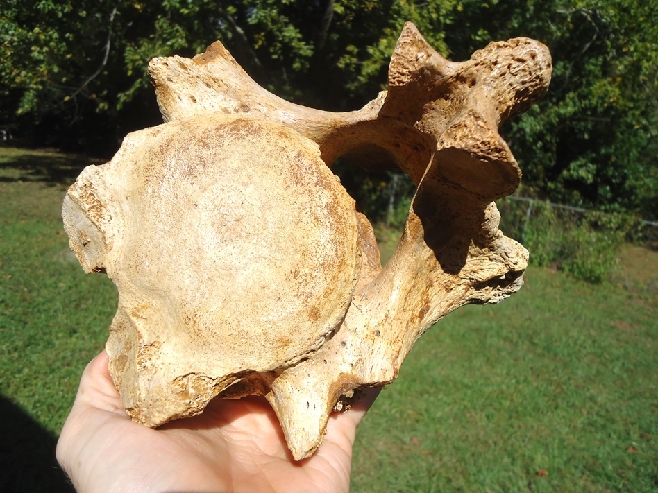 Large image 2 Extremely Nice Giant Ground Sloth Vertebra