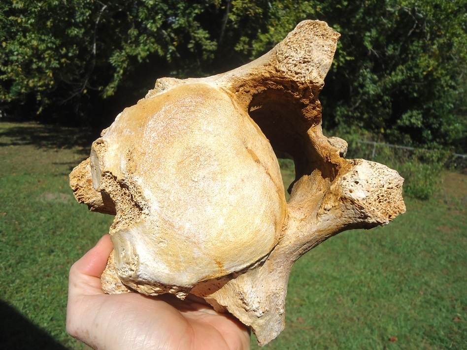 Large image 3 Extremely Nice Giant Ground Sloth Vertebra