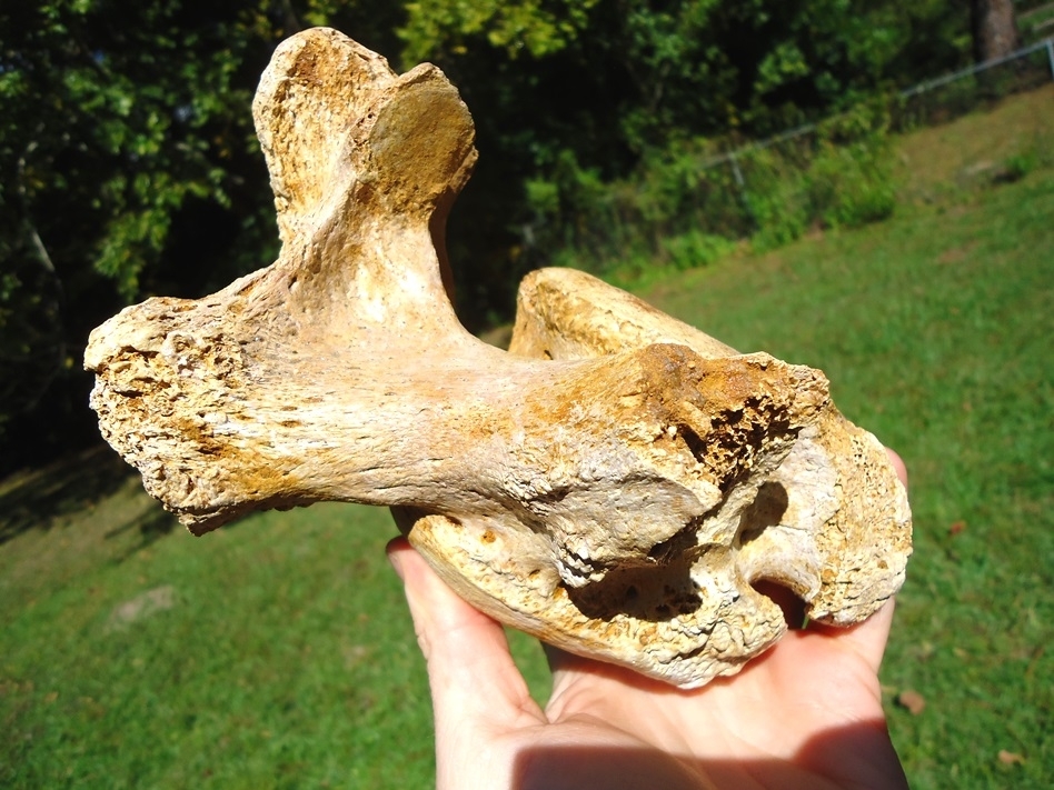 Large image 4 Extremely Nice Giant Ground Sloth Vertebra