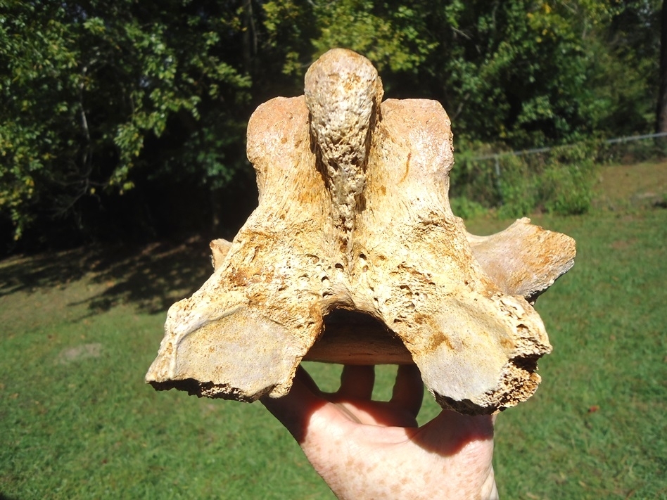 Large image 5 Extremely Nice Giant Ground Sloth Vertebra