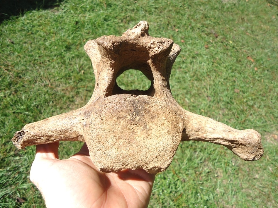 Large image 1 Exceptional Paramylodon Sloth Vertebra