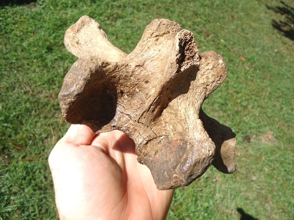 Large image 3 Exceptional Paramylodon Sloth Vertebra