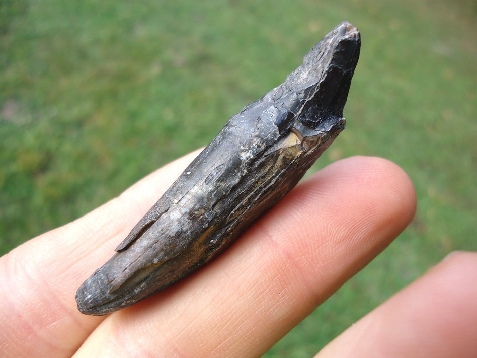 Large image 1 Beyond Rare Saber Cat Incisor Tooth