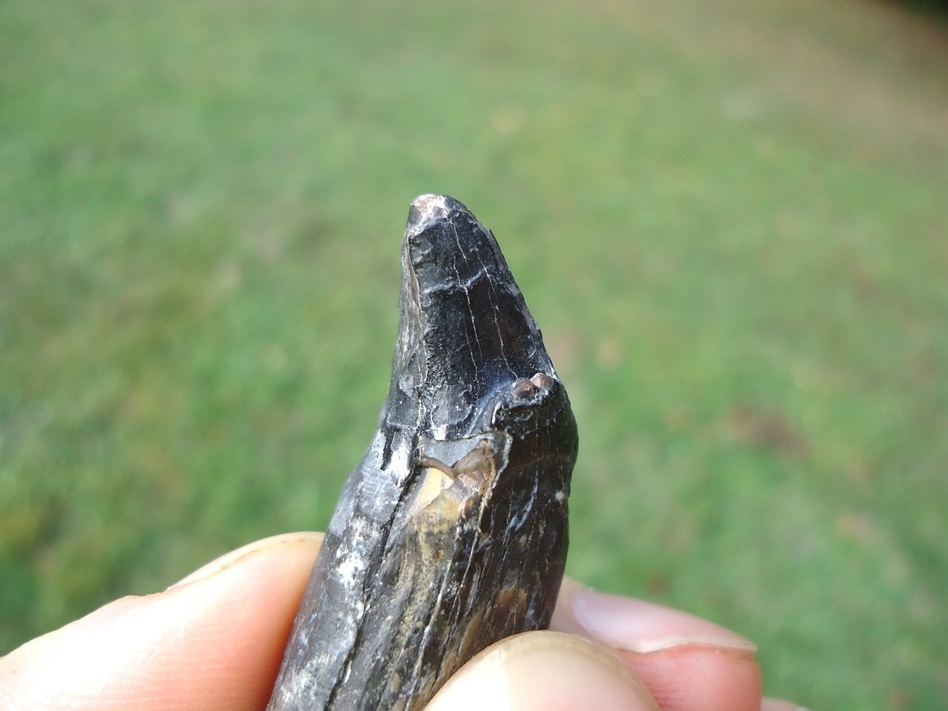 Large image 4 Beyond Rare Saber Cat Incisor Tooth