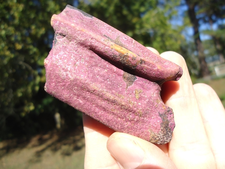 Large image 1 Stunning Pink Algae Stained Horse Tooth