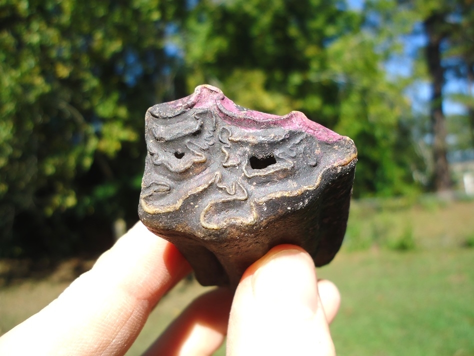 Large image 2 Stunning Pink Algae Stained Horse Tooth