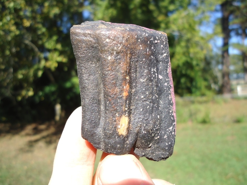 Large image 3 Stunning Pink Algae Stained Horse Tooth